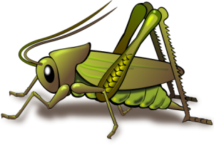 a green cricket